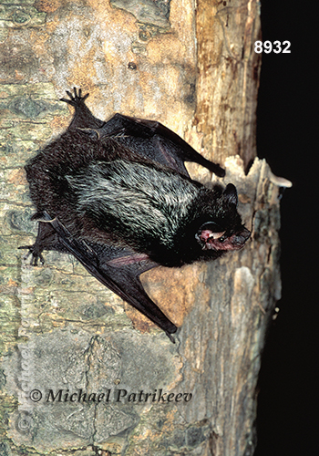 Silver-haired Bat (Lasionycteris noctivagans)